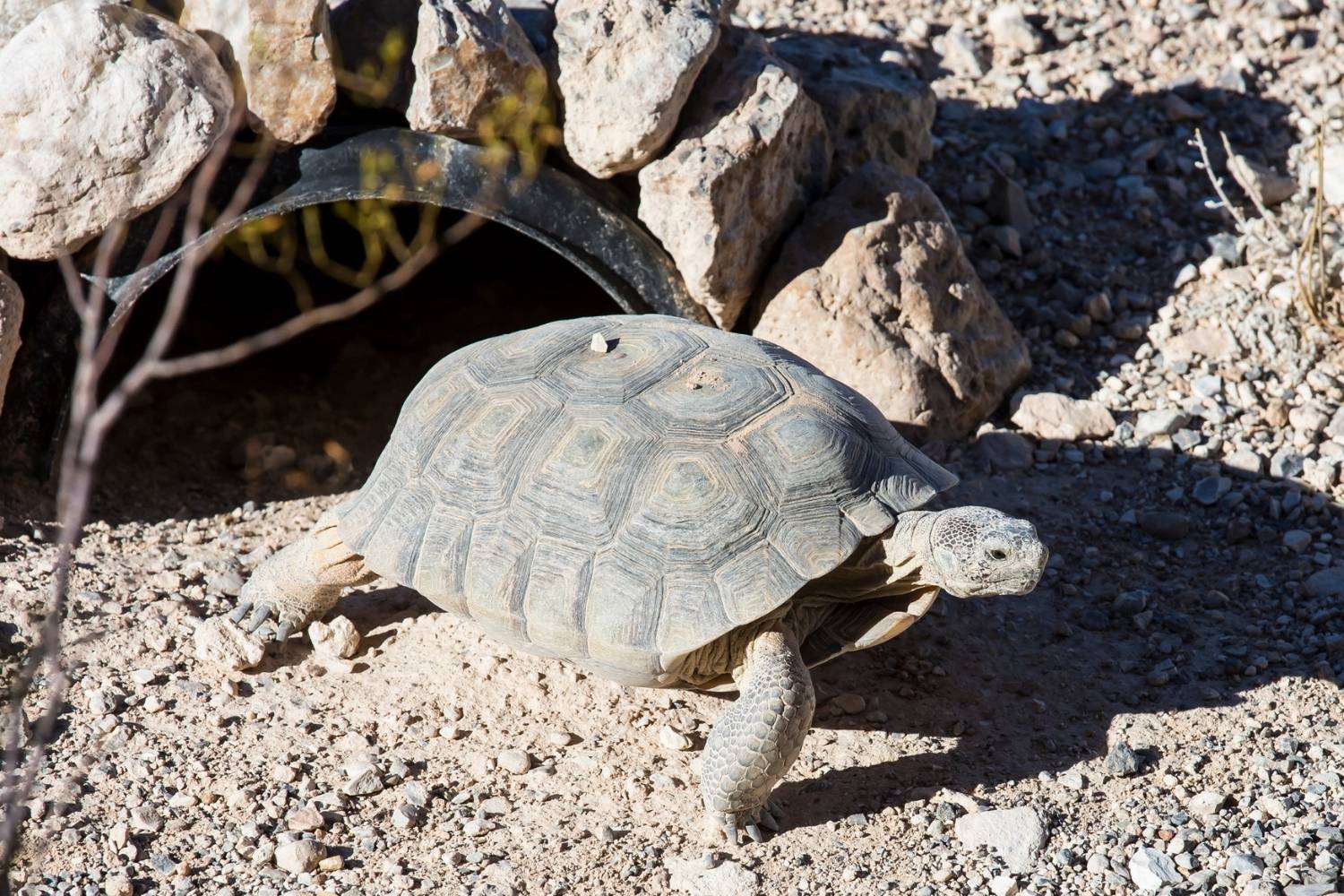 secrets-of-nevadas-red-rock-canyon-tortoise-habitat