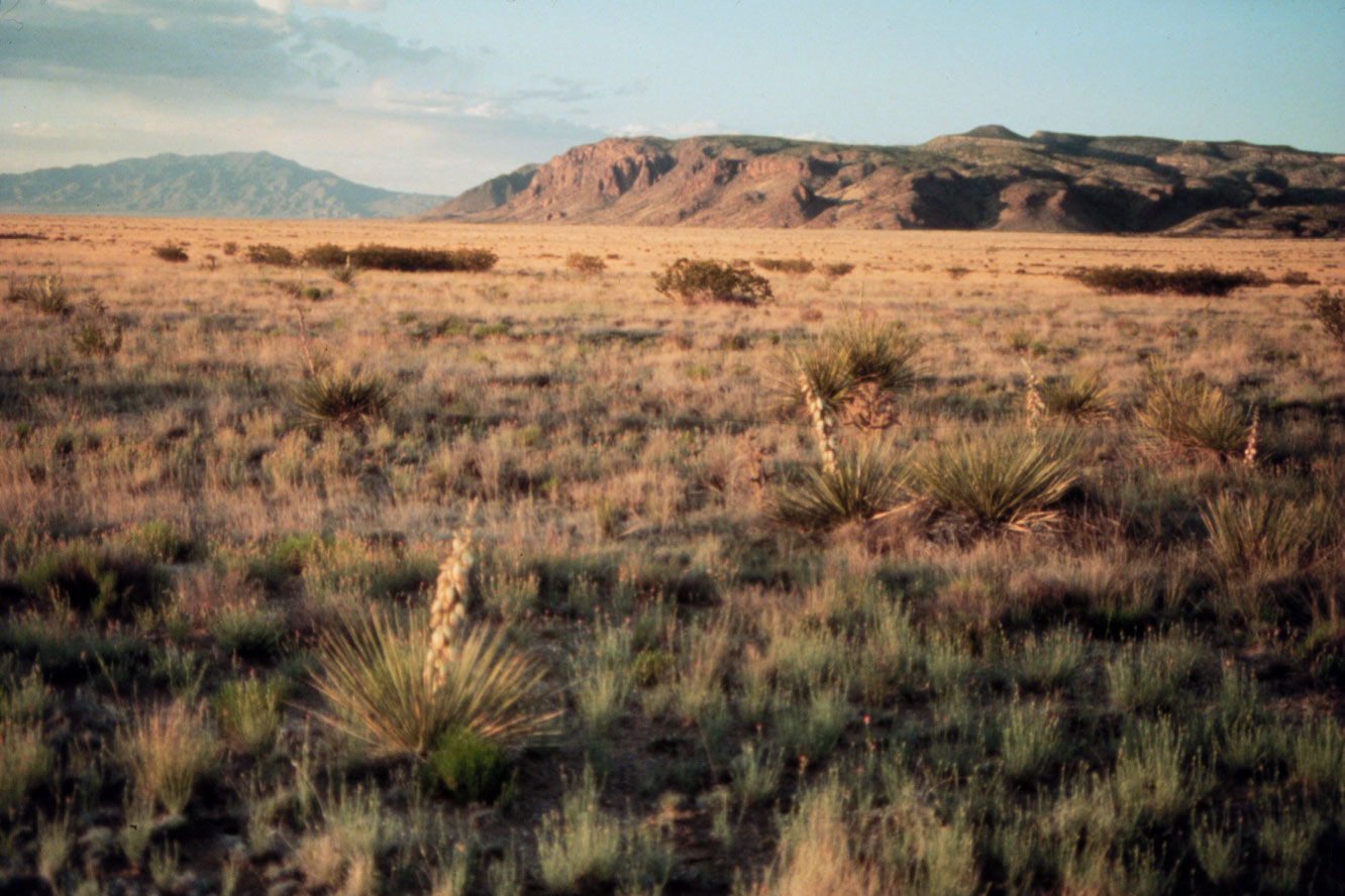 Secrets-Of-New-Mexico8217s-Prairie-Sevilleta-Dog-Towns secrets-of-new-mexicos-prairie-sevilleta-dog-towns