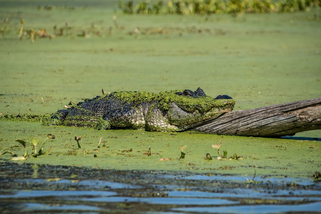 secrets-of-north-carolinas-alligator-river-inlets