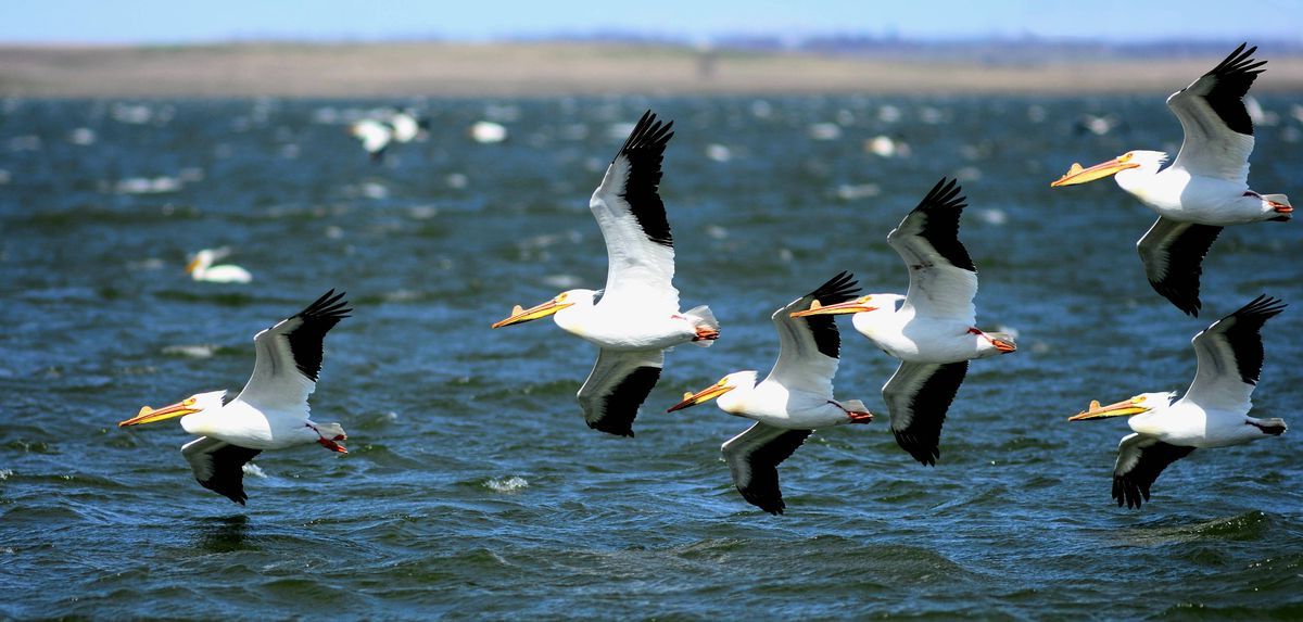 secrets-of-north-dakotas-chase-lake-nesting-islands