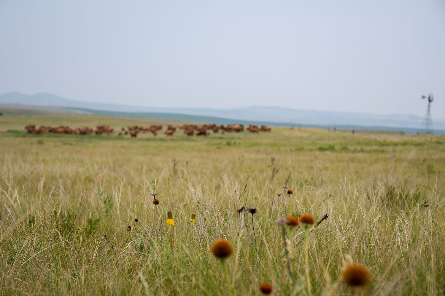 secrets-of-north-dakotas-prairie-climate-projects