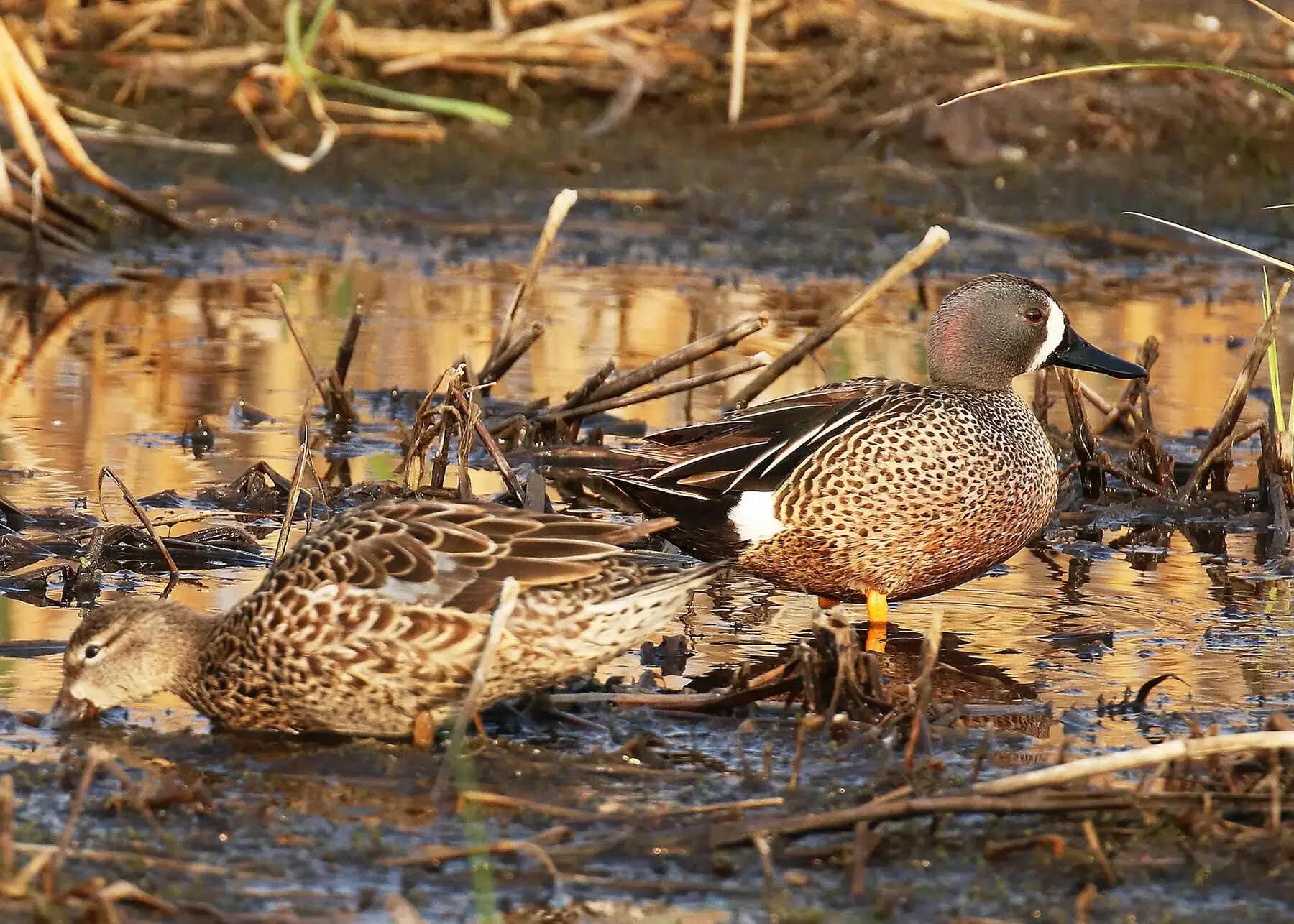 secrets-of-north-dakotas-waterfowl-nesting-areas