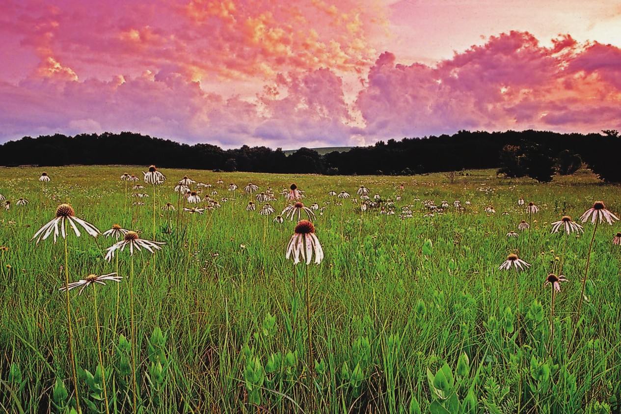 secrets-of-oklahomas-tallgrass-prairie-photography-blinds