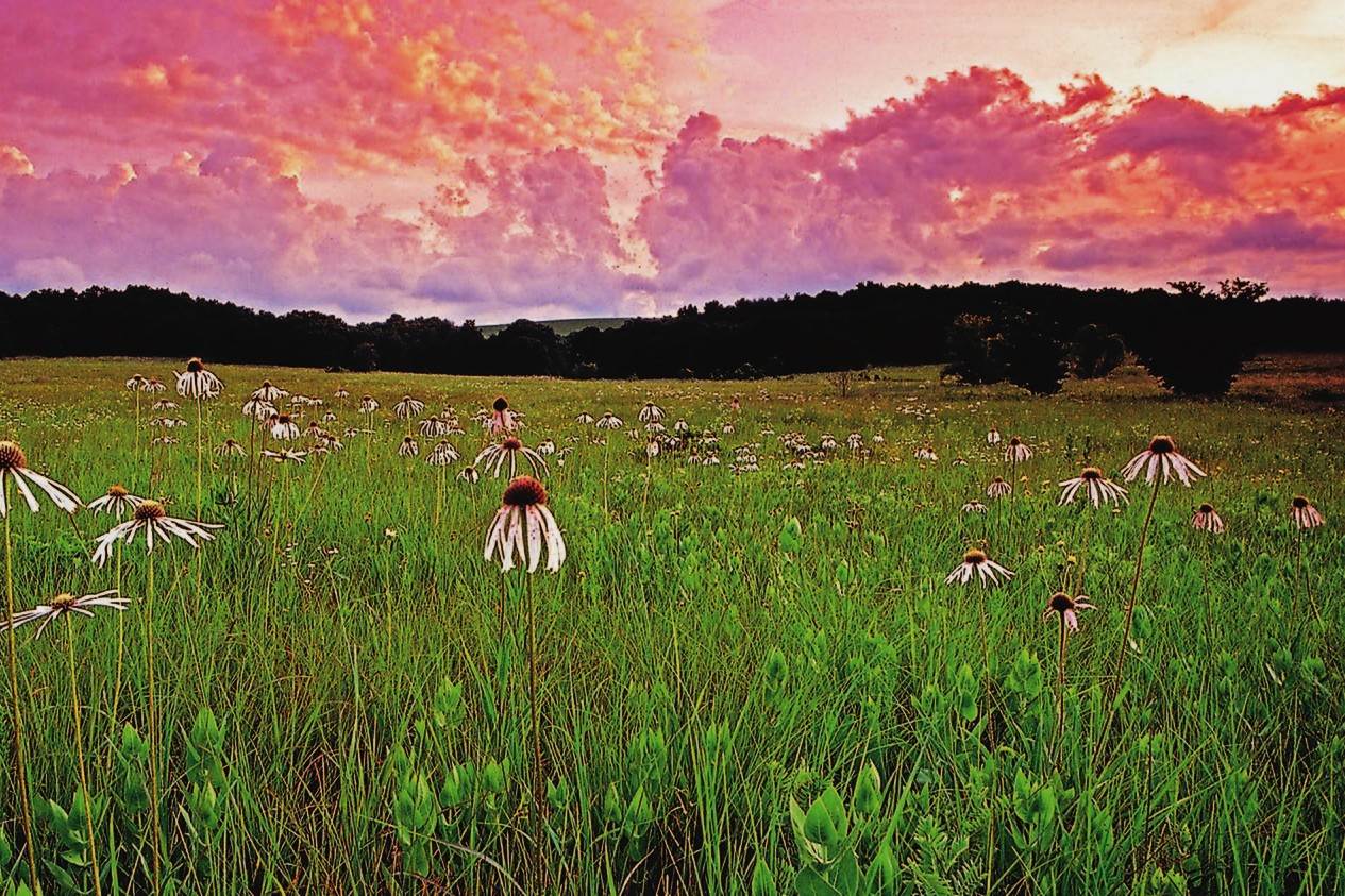 secrets-of-oklahomas-tallgrass-prairie-streams