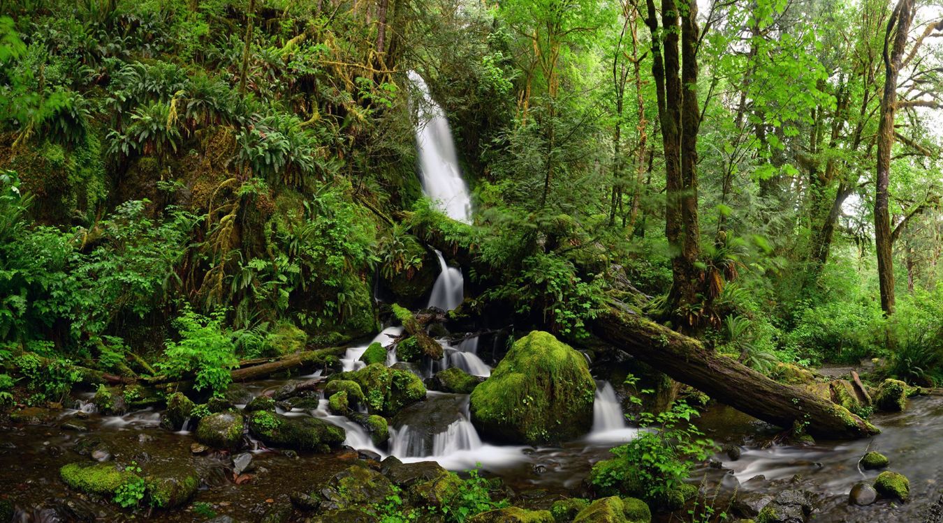 secrets-of-oregons-cascade-forest-biodiversity