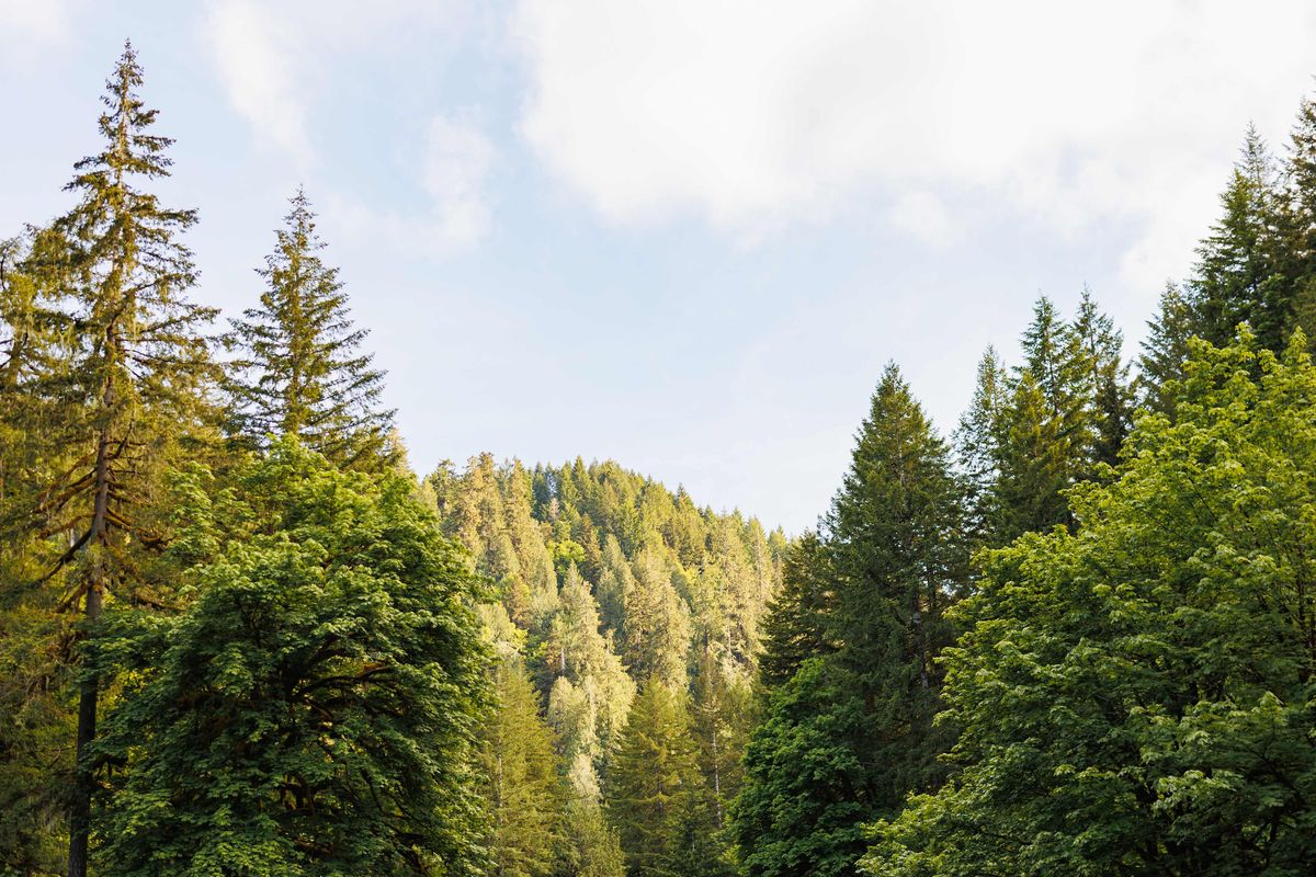 secrets-of-oregons-cascade-forest-bunkhouse-foundations