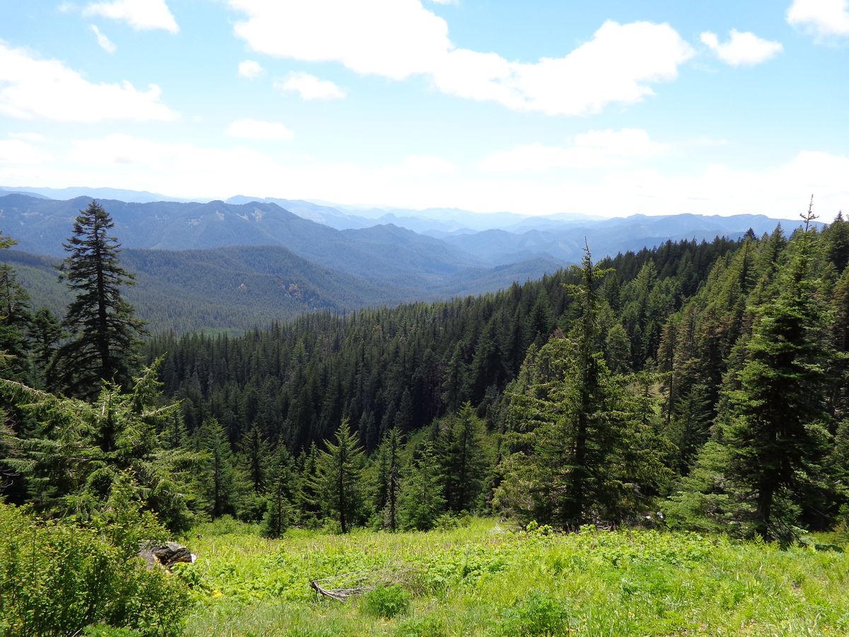 secrets-of-oregons-h-j-andrews-forest