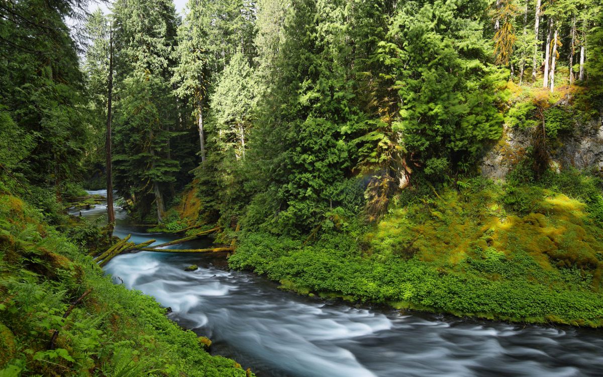 secrets-of-oregons-mckenzie-river-forests