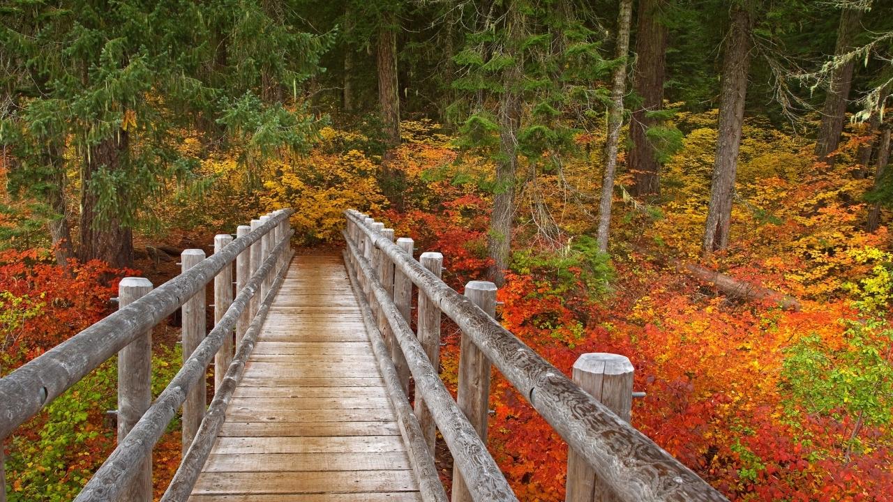 secrets-of-oregons-mckenzie-river-logging-railroad-bridge-ruins