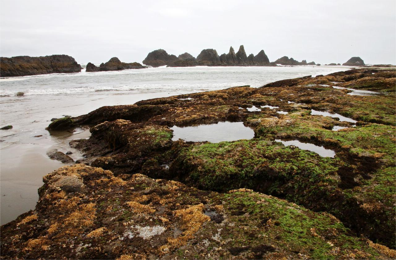 secrets-of-oregons-seal-rock-tidal-pools