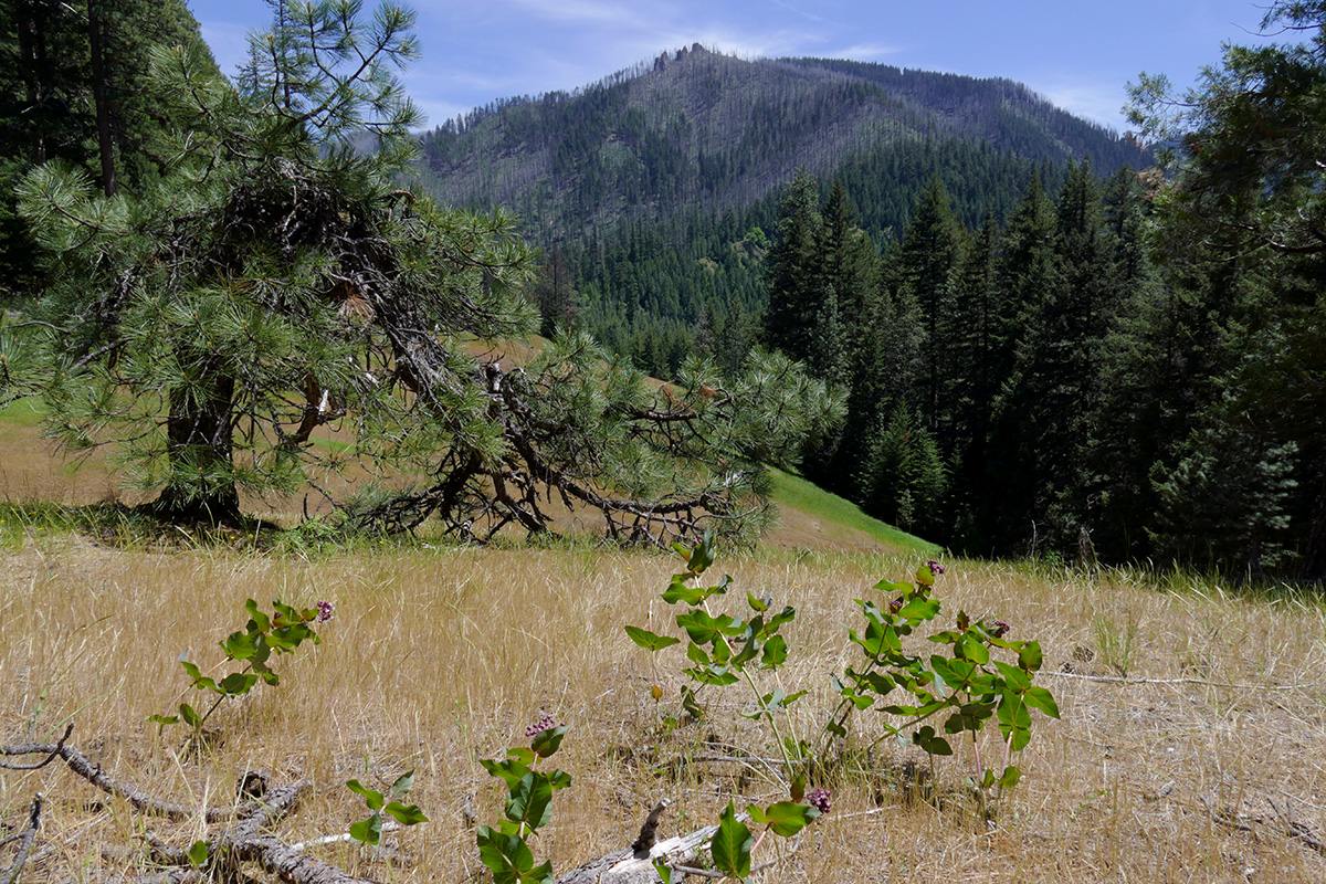 secrets-of-oregons-willamette-national-forest-glades