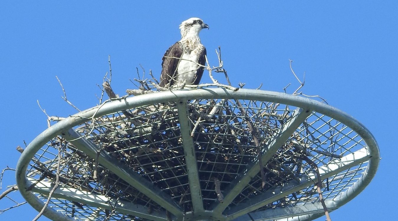 Secrets-Of-Osprey-Nesting-In-South-Carolina8217s-Tidal-Estuaries secrets-of-osprey-nesting-in-south-carolinas-tidal-estuaries