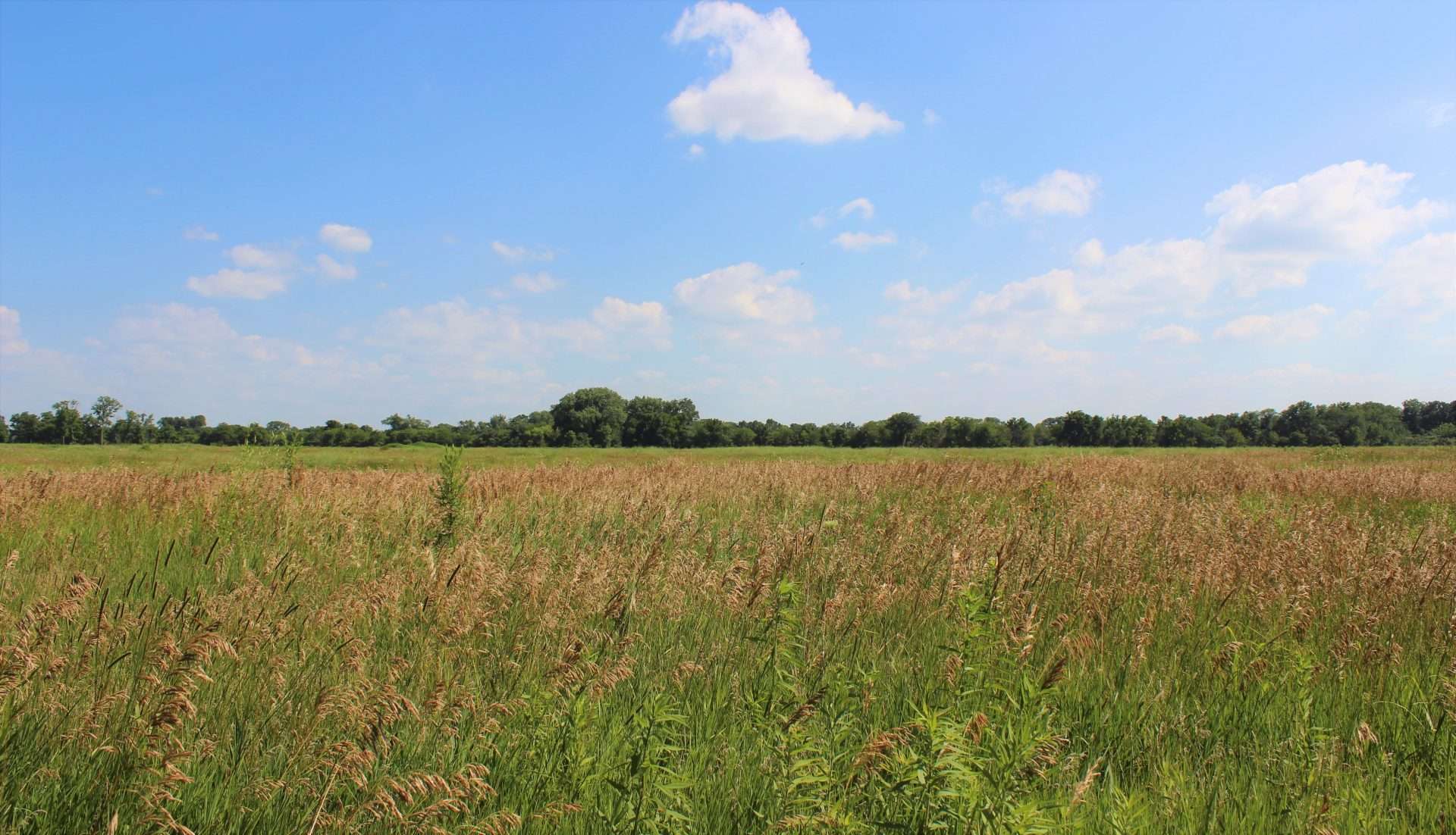 Secrets-Of-Prairie-Chicken-Breeding-In-Midewin-Tallgrass secrets-of-prairie-chicken-breeding-in-midewin-tallgrass