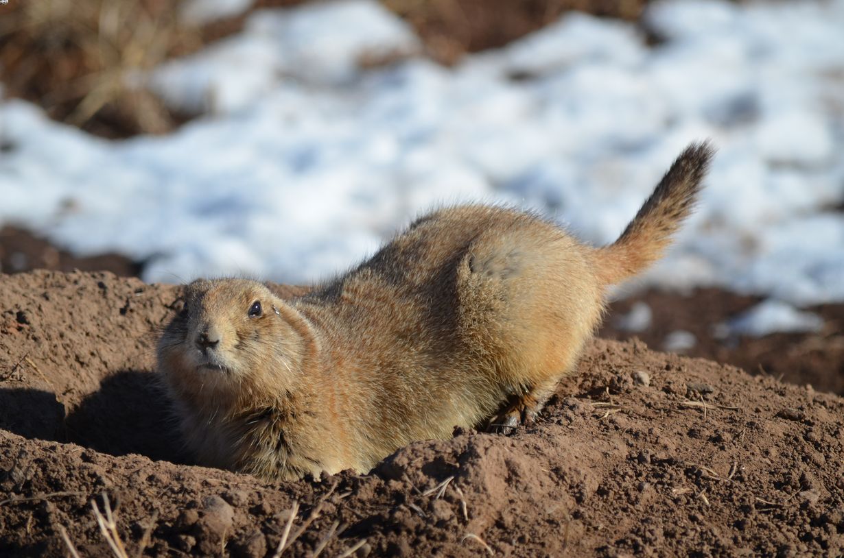 secrets-of-prairie-dog-burrow-tunnels-in-south-dakota