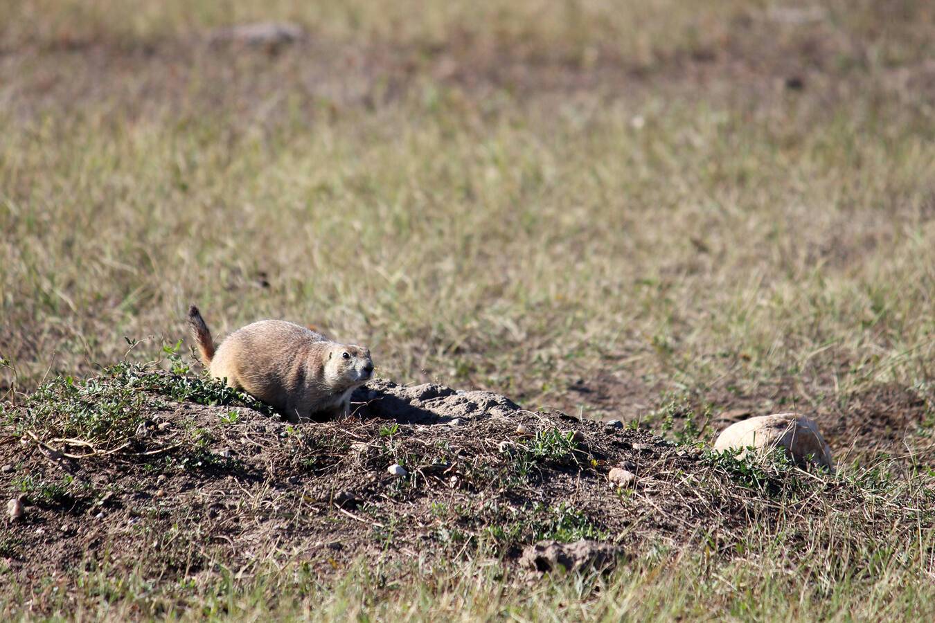 secrets-of-prairie-dog-burrows-in-south-dakotas-badlands-loop