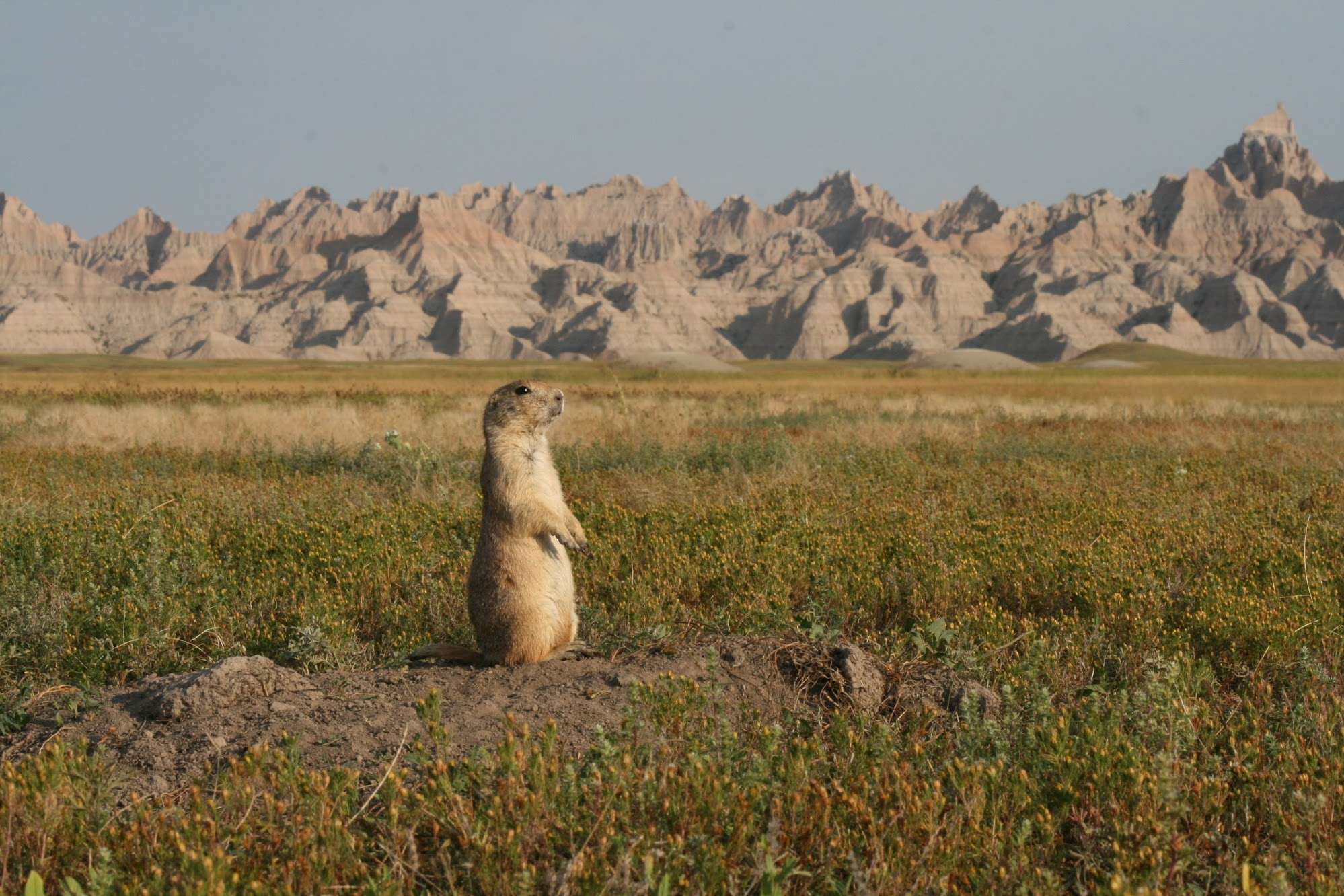 secrets-of-prairie-dog-towns-in-south-dakotas-badlands