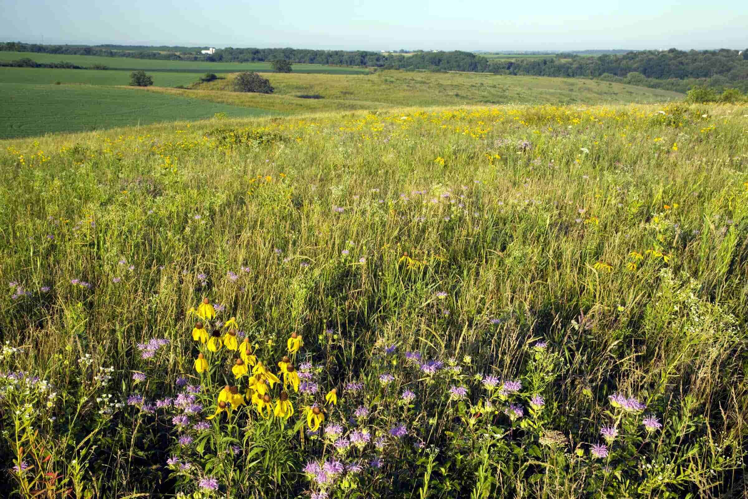 secrets-of-prairie-species-restoration-in-wisconsin