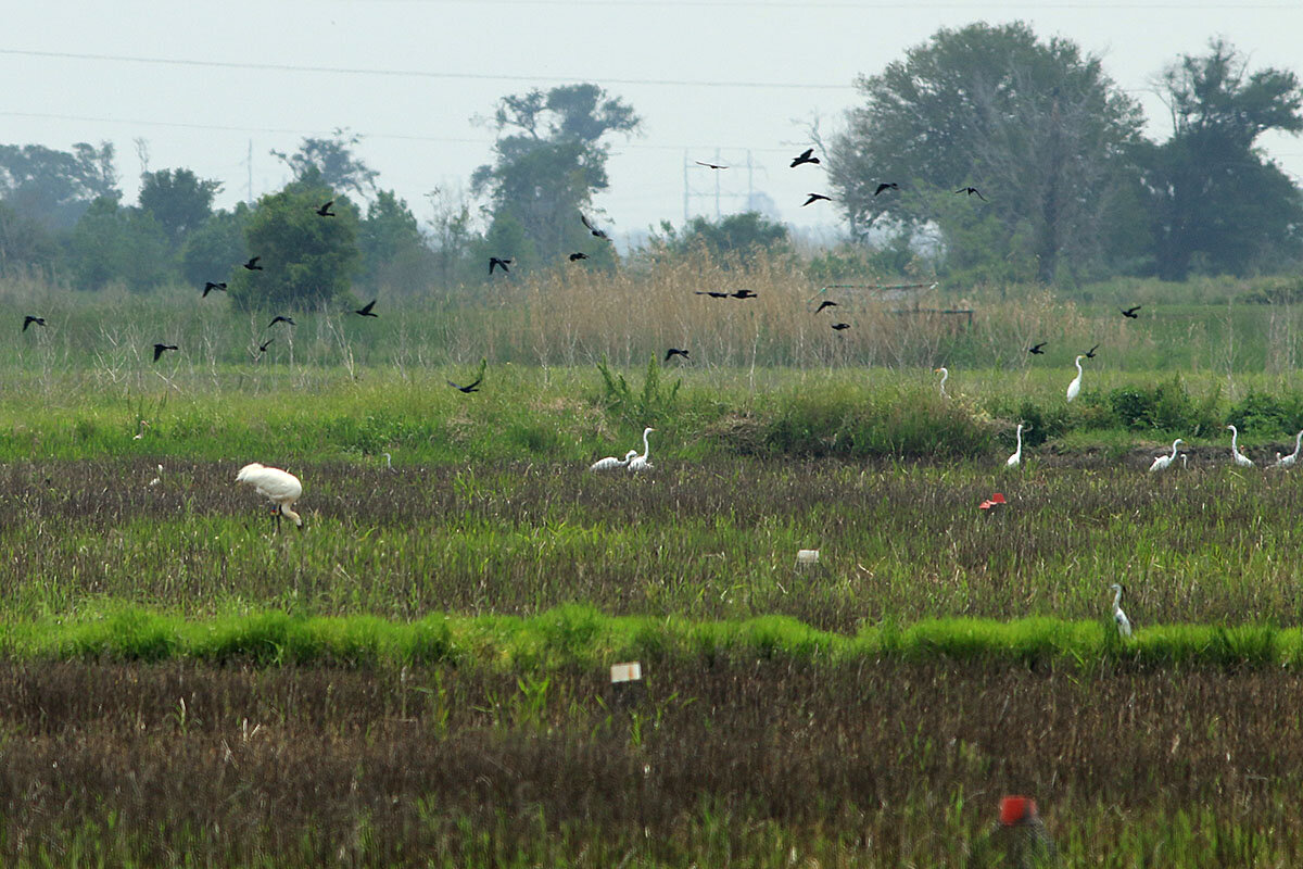Secrets-Of-Sandhill-Cranes-In-Wisconsin8217s-Necedah-Refuge secrets-of-sandhill-cranes-in-wisconsins-necedah-refuge