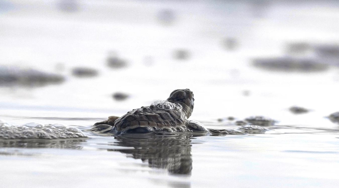 Secrets-Of-Sea-Turtle-Nesting-On-Little-Cumberland-Island secrets-of-sea-turtle-nesting-on-little-cumberland-island