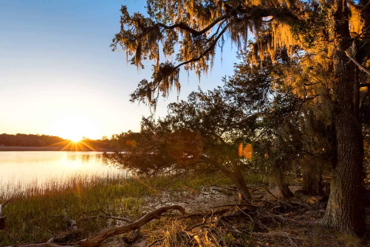secrets-of-skidaway-islands-coastal-fiddler-crabs