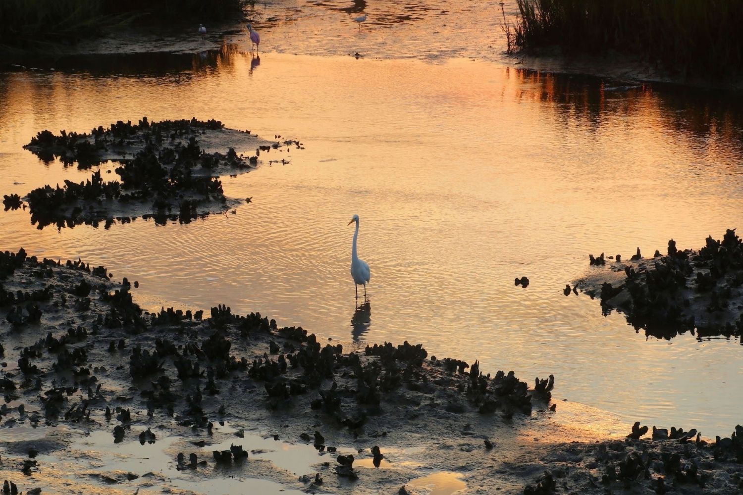 secrets-of-south-carolinas-pinckney-island-clapper-rail-habitats