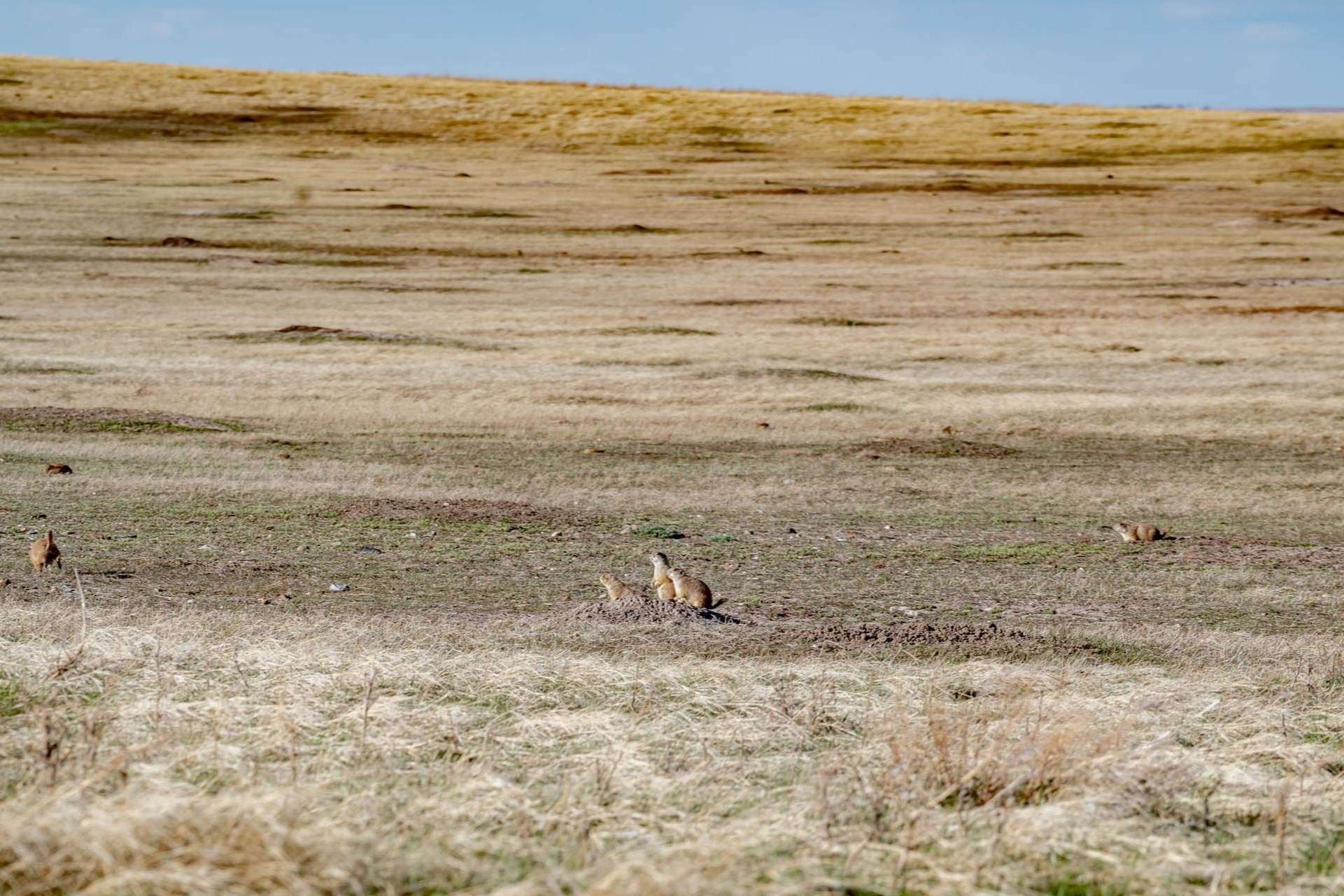 secrets-of-south-dakotas-prairie-dog-colony-mounds