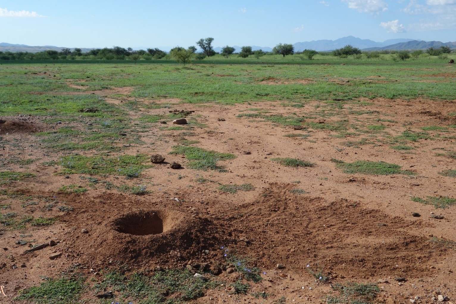 secrets-of-south-dakotas-prairie-dog-mounds