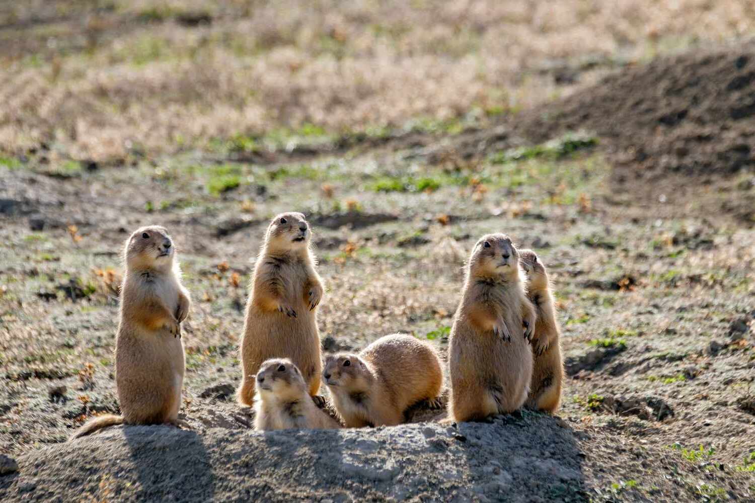 secrets-of-south-dakotas-prairie-dog-nursery-areas