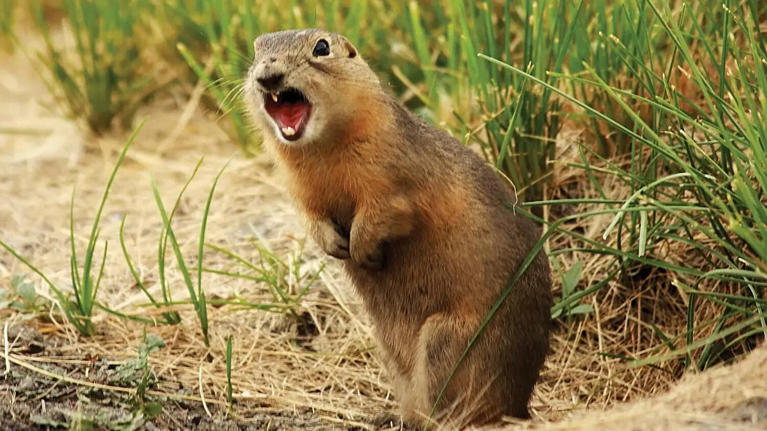 secrets-of-south-dakotas-prairie-dog-tunnels