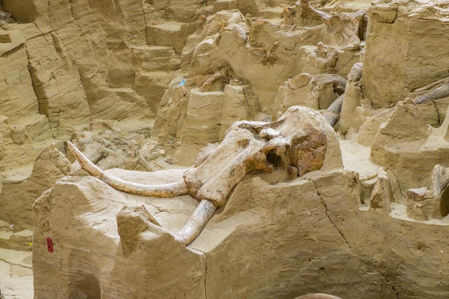 secrets-of-south-dakotas-wind-cave-fossils