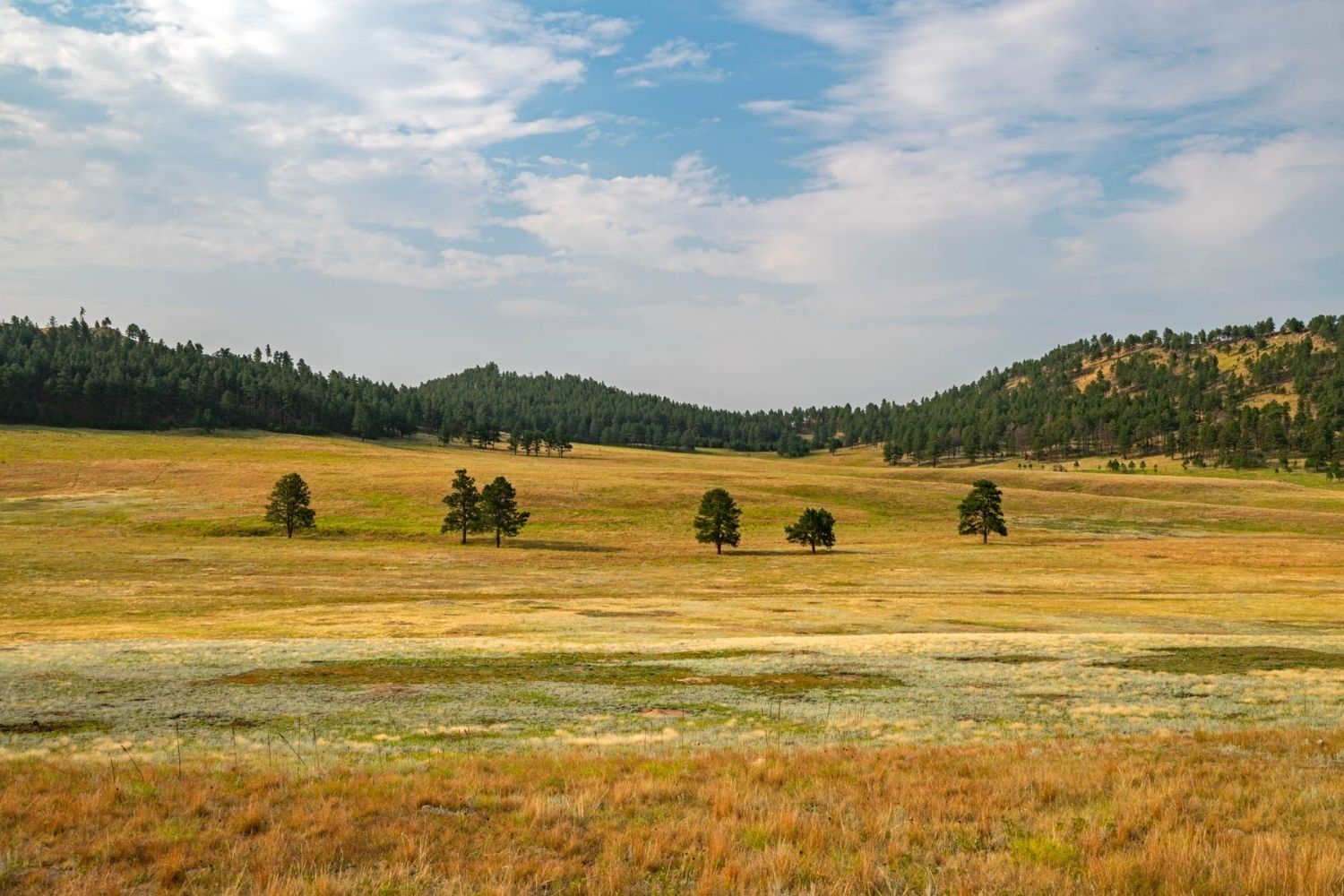 secrets-of-south-dakotas-wind-cave-prairie-dog-play-areas