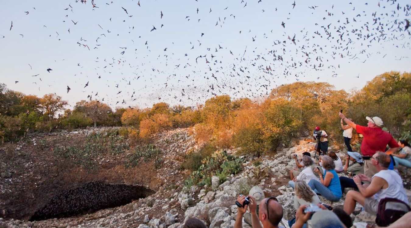 secrets-of-texass-bracken-cave-bat-colonies