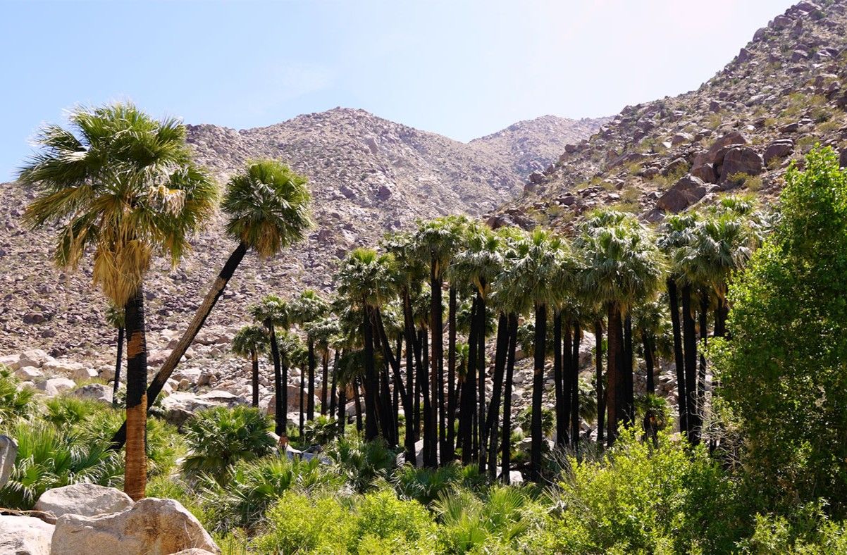 secrets-of-the-desert-oasis-in-palm-springs-and-grand-canyon-havasu