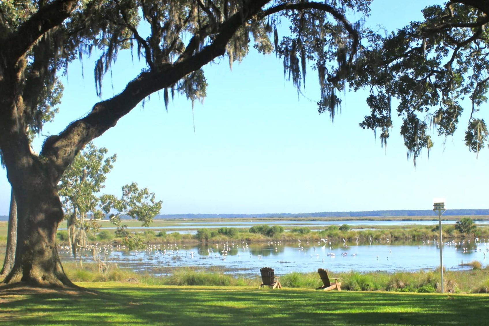 secrets-of-the-great-blue-heron-feeding-grounds-in-south-carolinas-ace-basin
