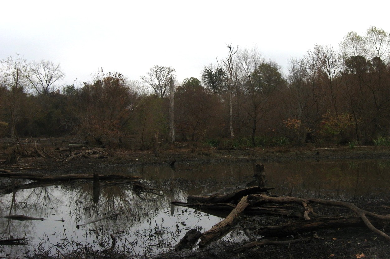 secrets-of-the-tidal-marsh-heron-rookery-in-south-carolina