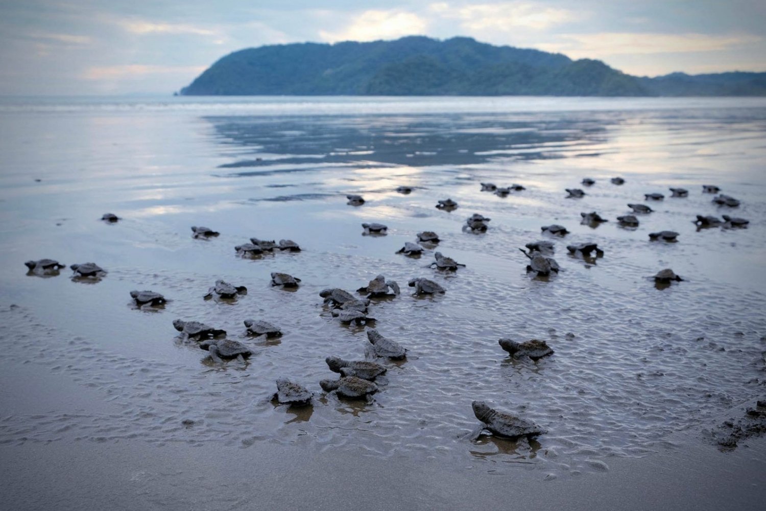 secrets-of-turtle-nesting-in-costa-ricas-tortuguero-park