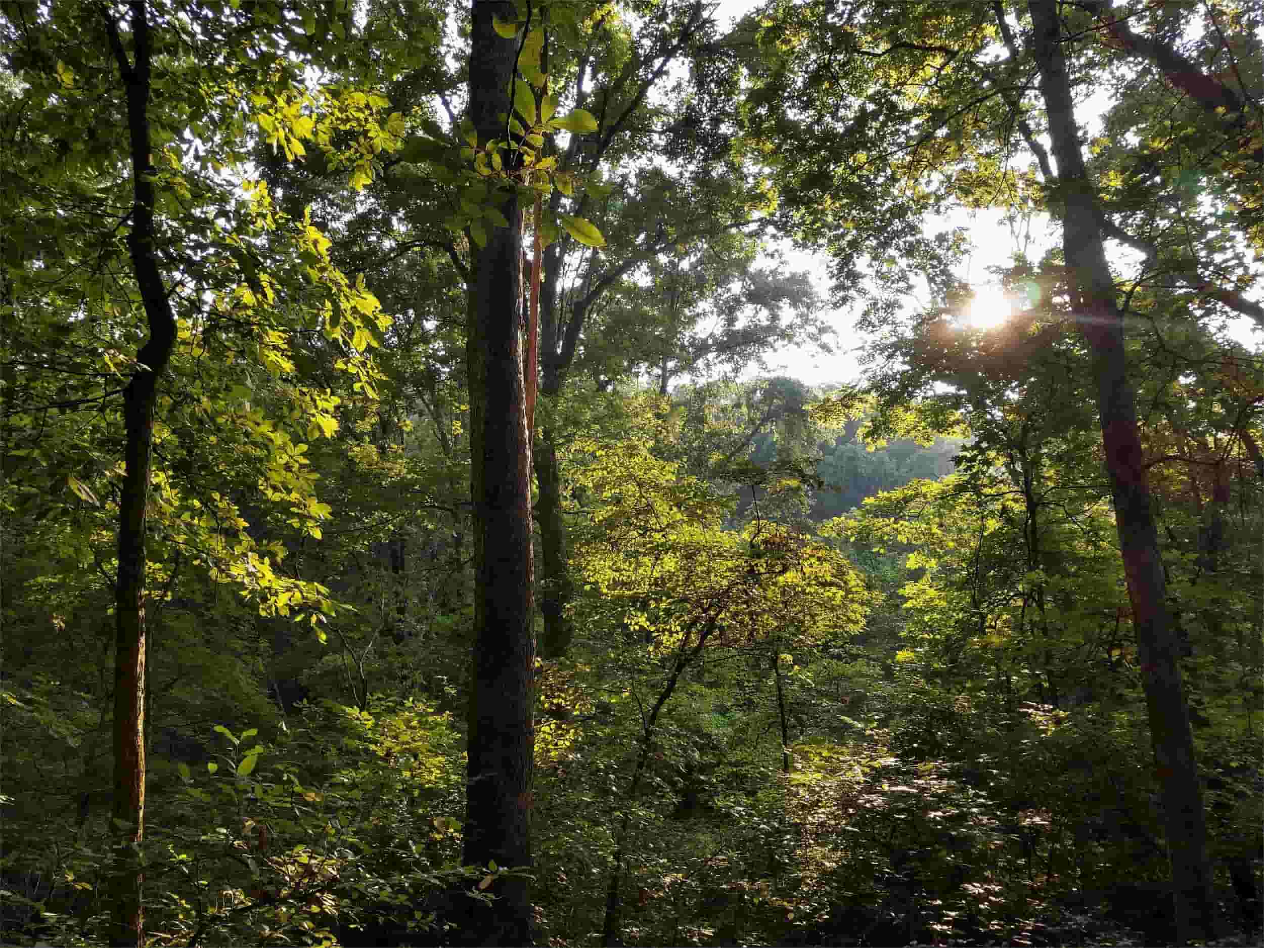 secrets-of-washingtons-forest-research-centers