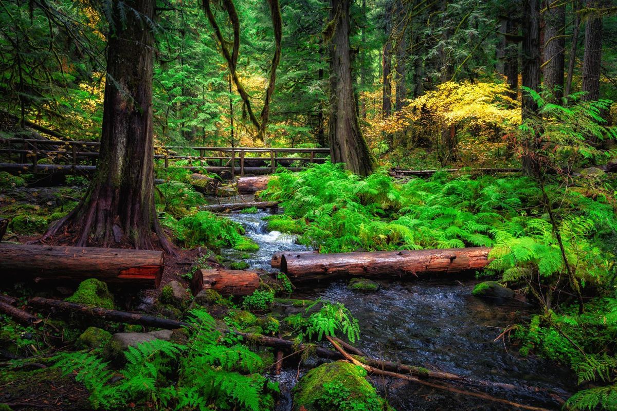 secrets-of-washingtons-forest-research-facility