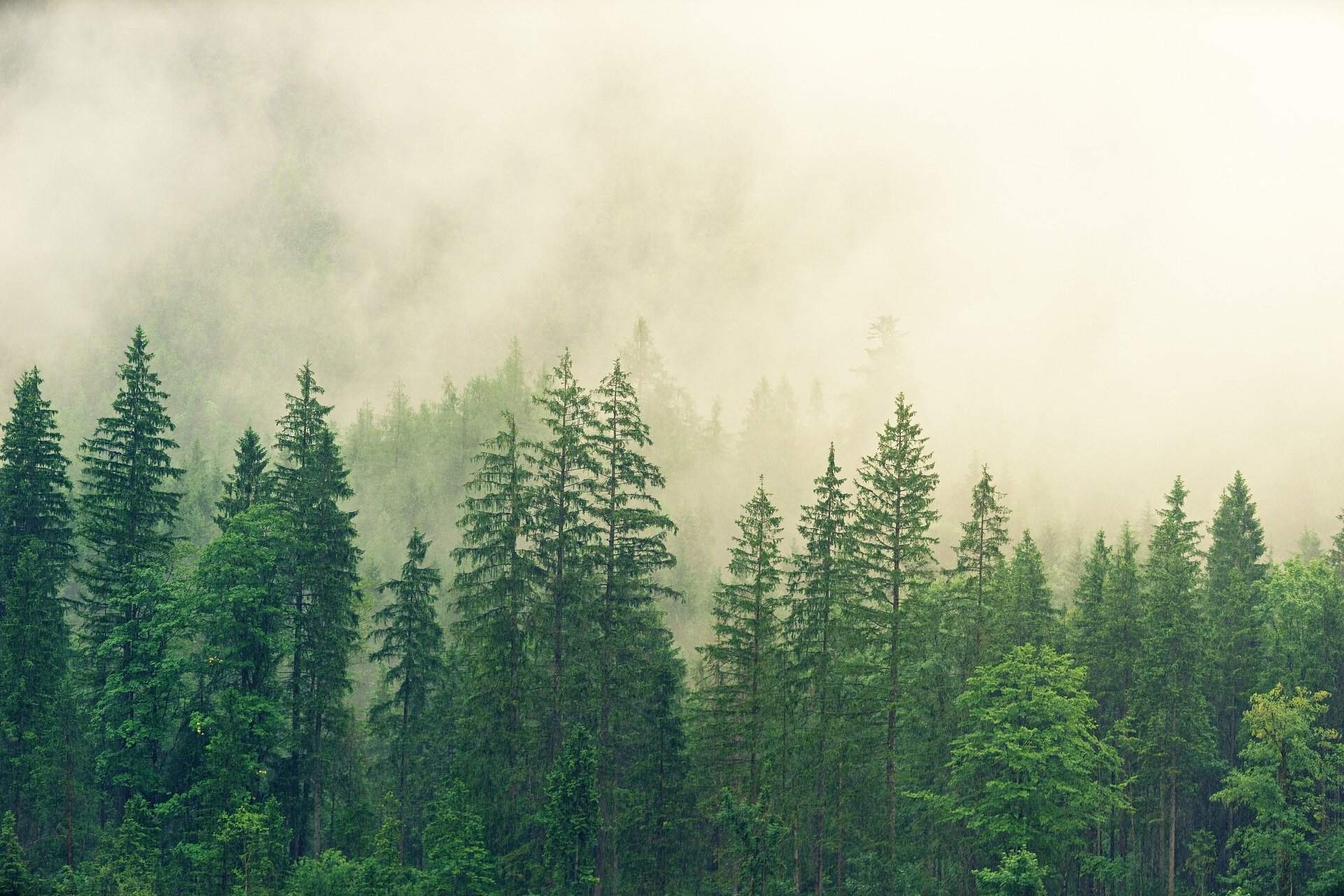 Secrets-Of-Washington8217s-Forest-Research-Networks secrets-of-washingtons-forest-research-networks