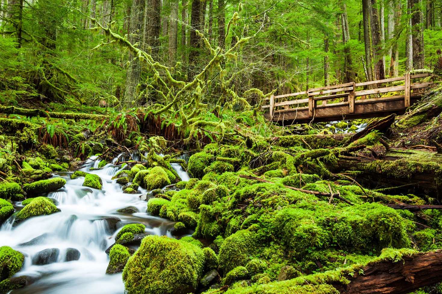 secrets-of-washingtons-olympic-forest-canopy