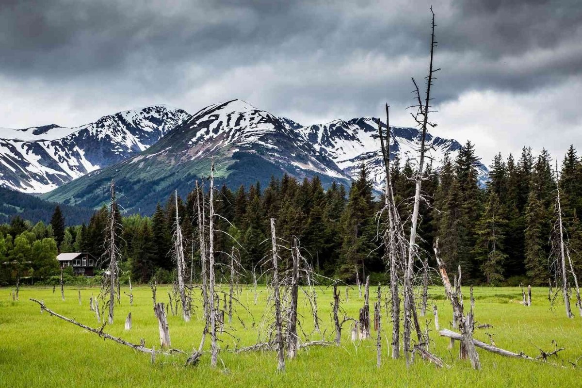 secrets-of-washingtons-olympic-peninsula-ghost-forest-walks