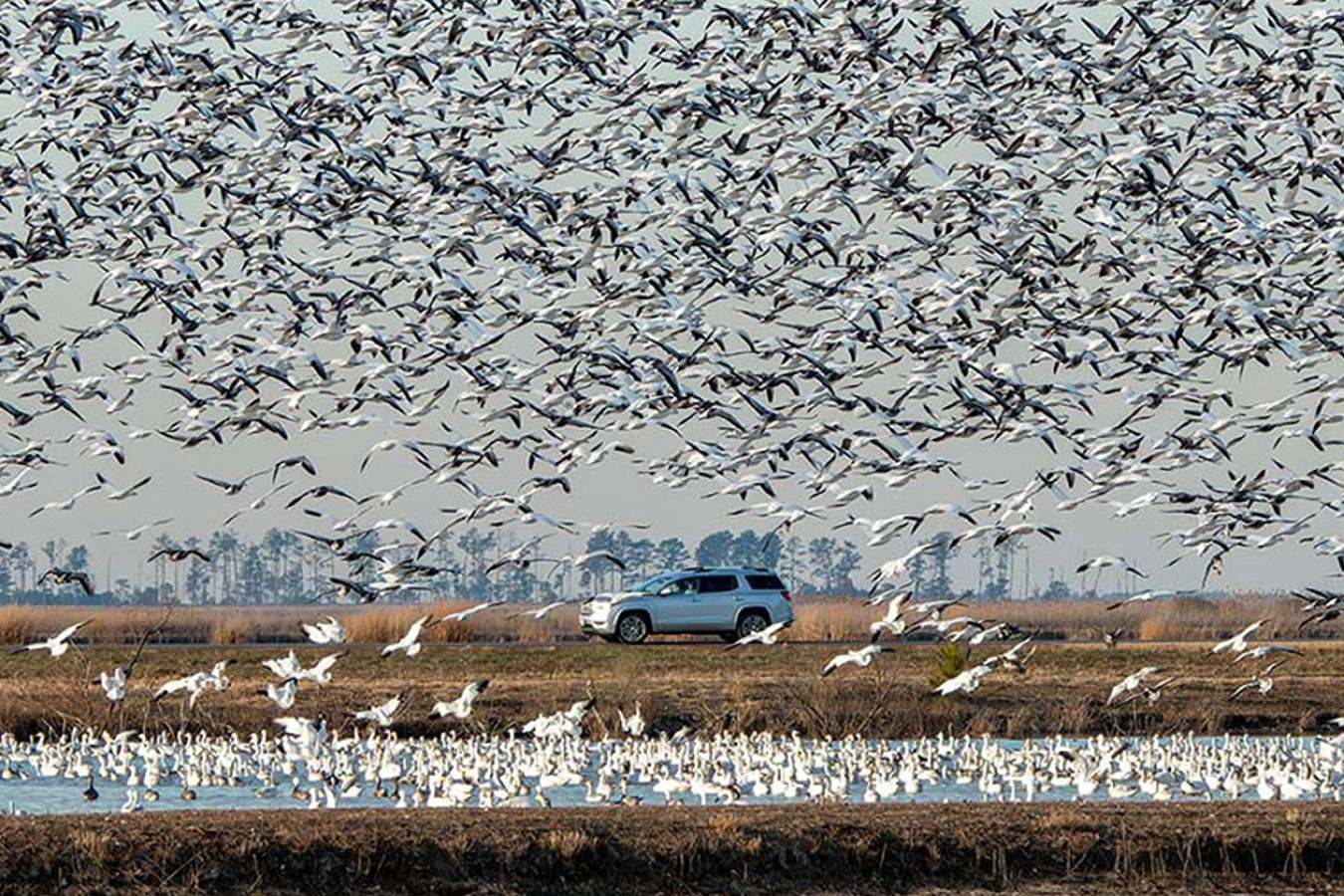 secrets-of-waterfowl-migration-in-marylands-blackwater-refuge