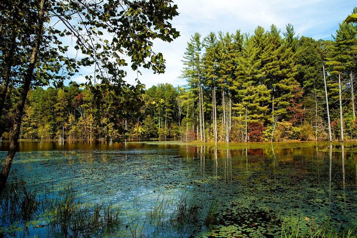 secrets-of-wild-turkey-habitats-in-indianas-hoosier-national-forest