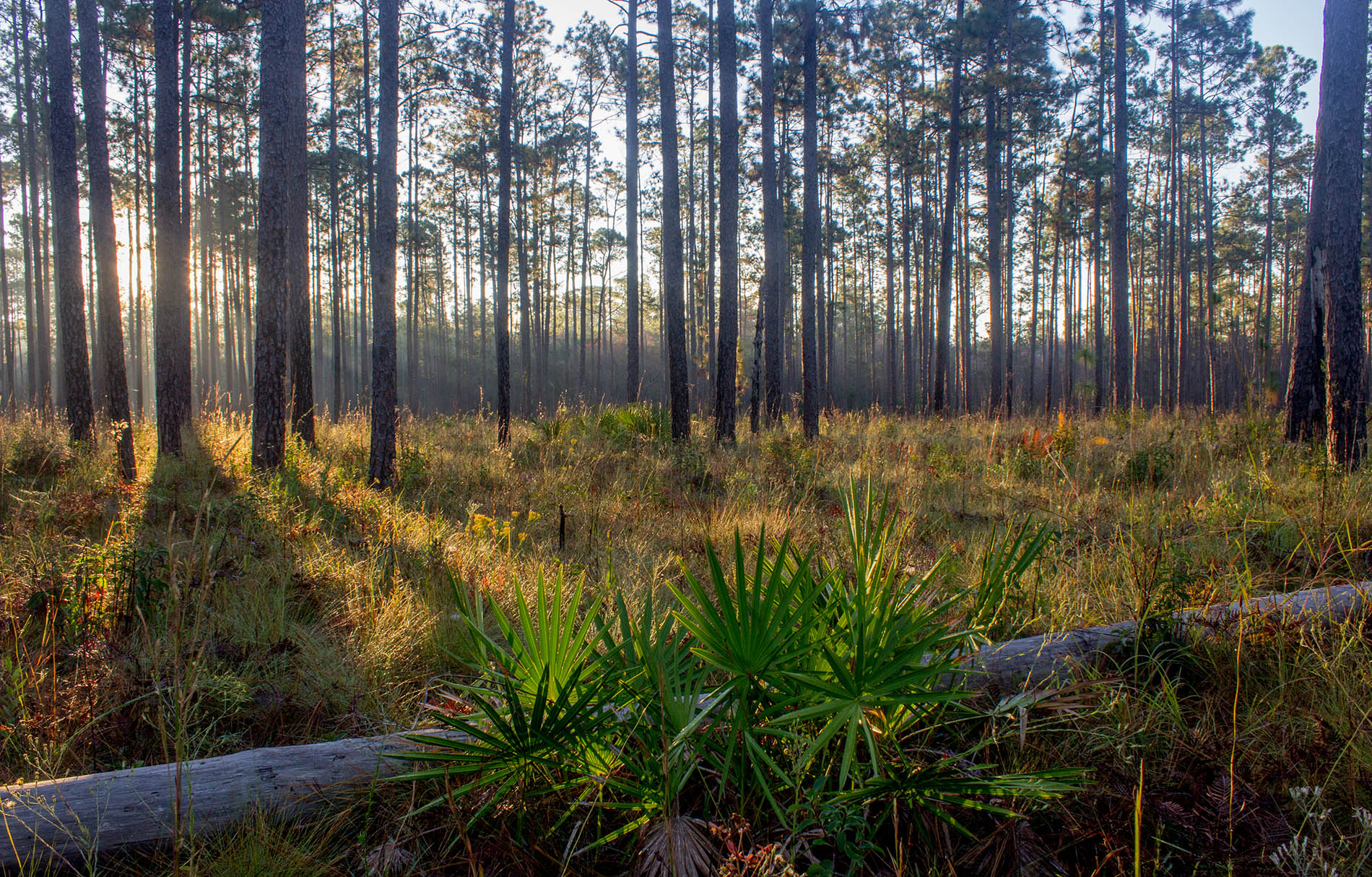Secrets-Of-Wild-Turkey-Habitats-In-Mississippi8217s-Homochitto-National-Forest secrets-of-wild-turkey-habitats-in-mississippis-homochitto-national-forest