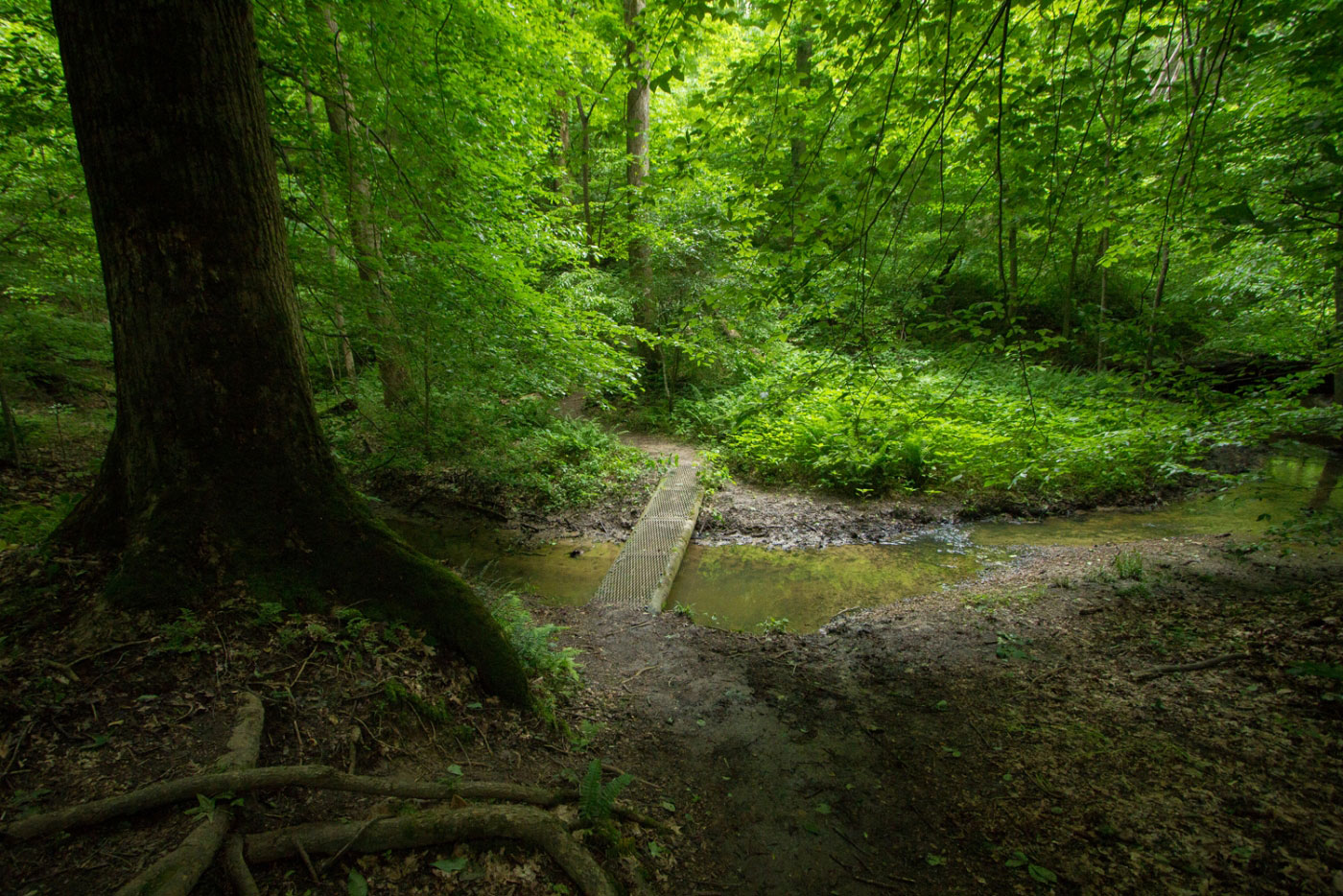 Secrets-Of-Wild-Turkey-Habitats-In-Tennessee8217s-Meeman-Shelby-Forest-State-Park secrets-of-wild-turkey-habitats-in-tennessees-meeman-shelby-forest-state-park