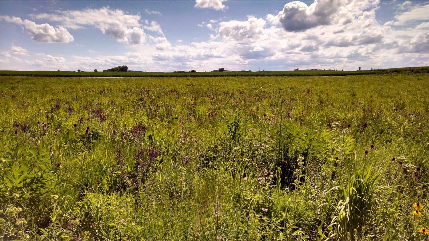 secrets-of-wisconsins-goose-pond-prairie-meadows