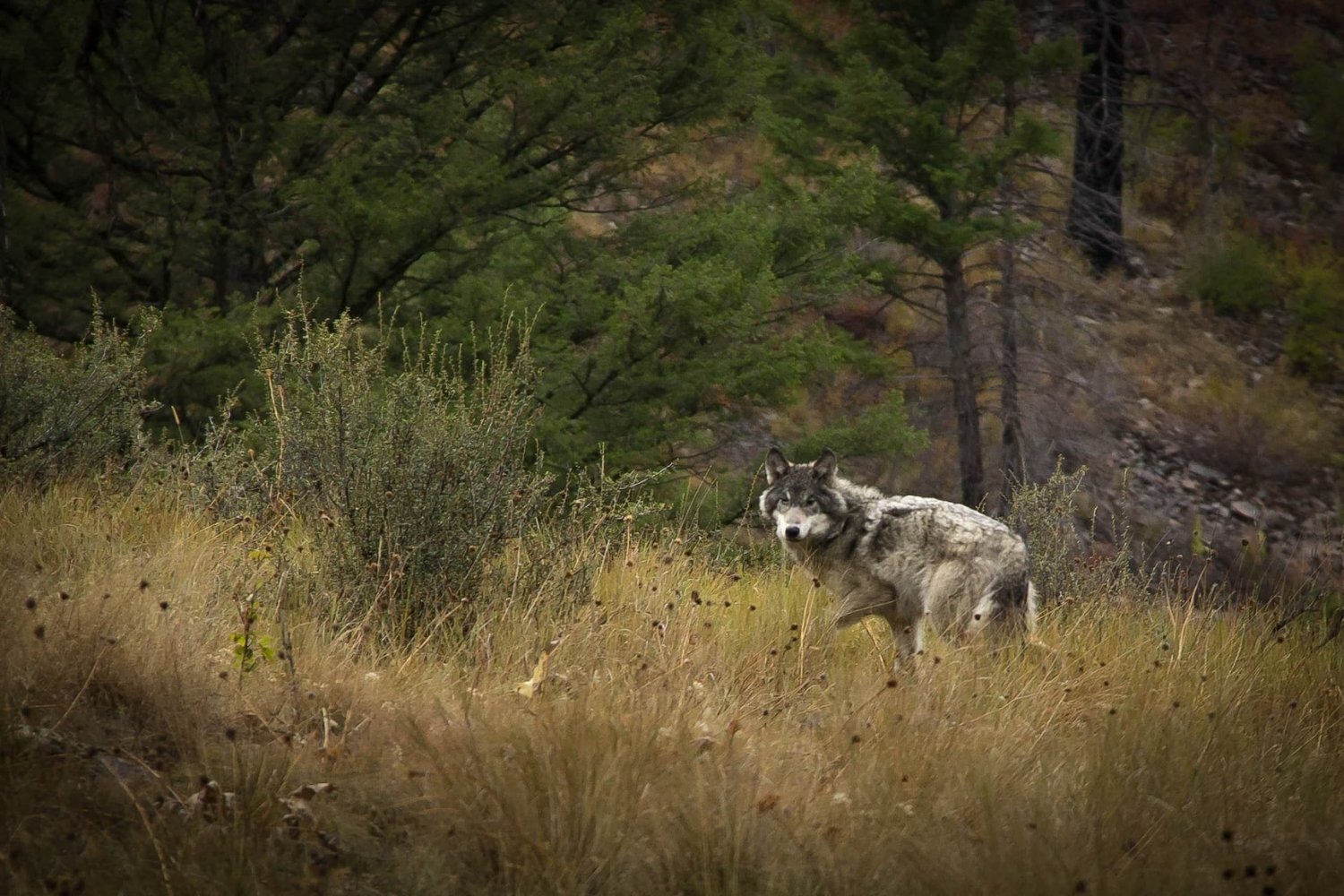 Secrets-Of-Wolf-Reintroduction-In-Idaho8217s-Stanley-Basin secrets-of-wolf-reintroduction-in-idahos-stanley-basin