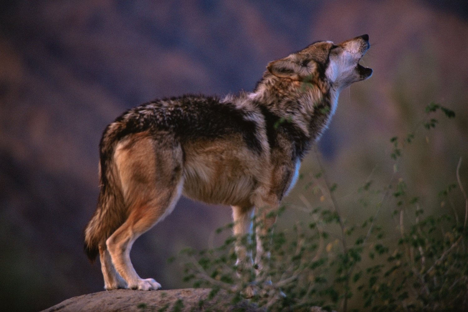 secrets-of-wolf-reintroduction-in-new-mexicos-gila-wilderness