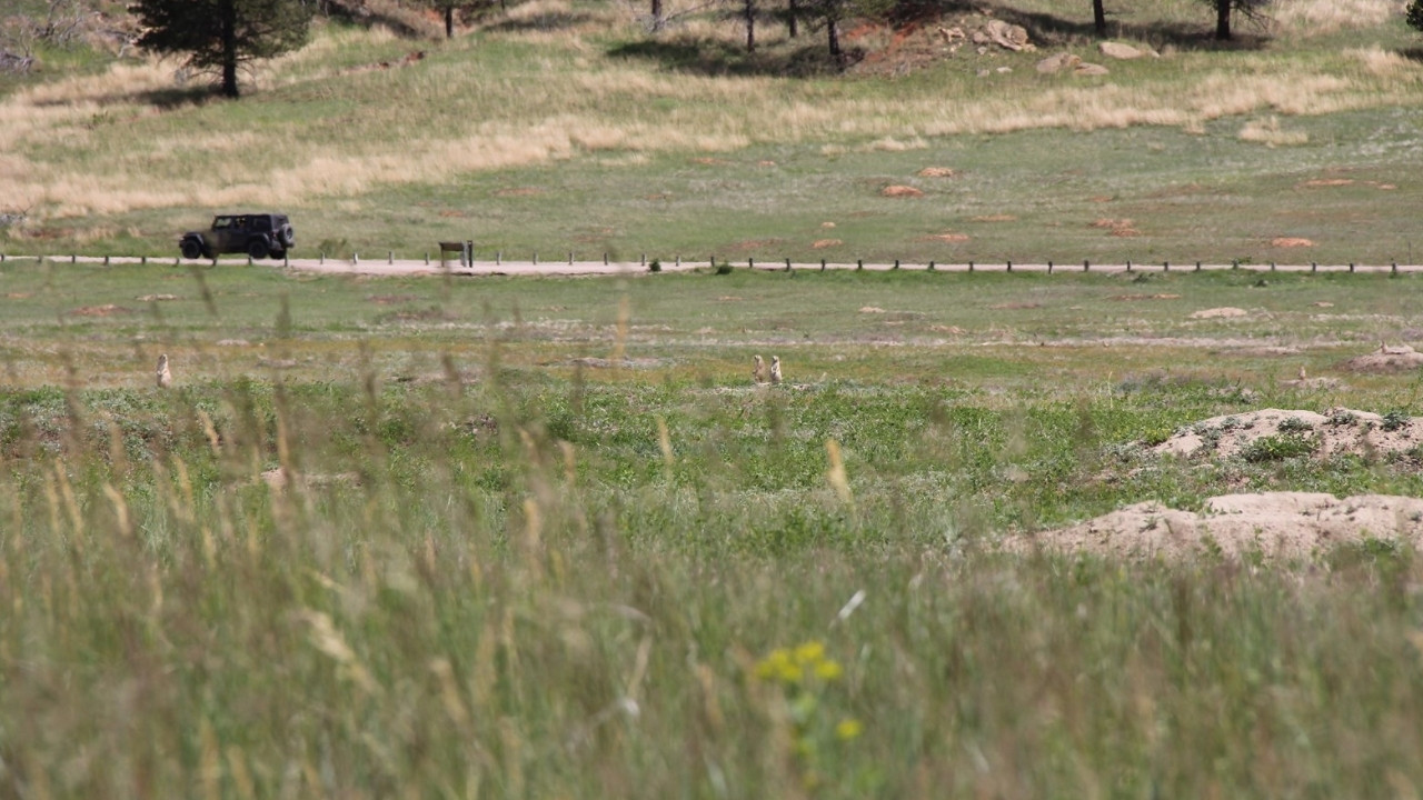 secrets-of-wyomings-prairie-dog-colonies