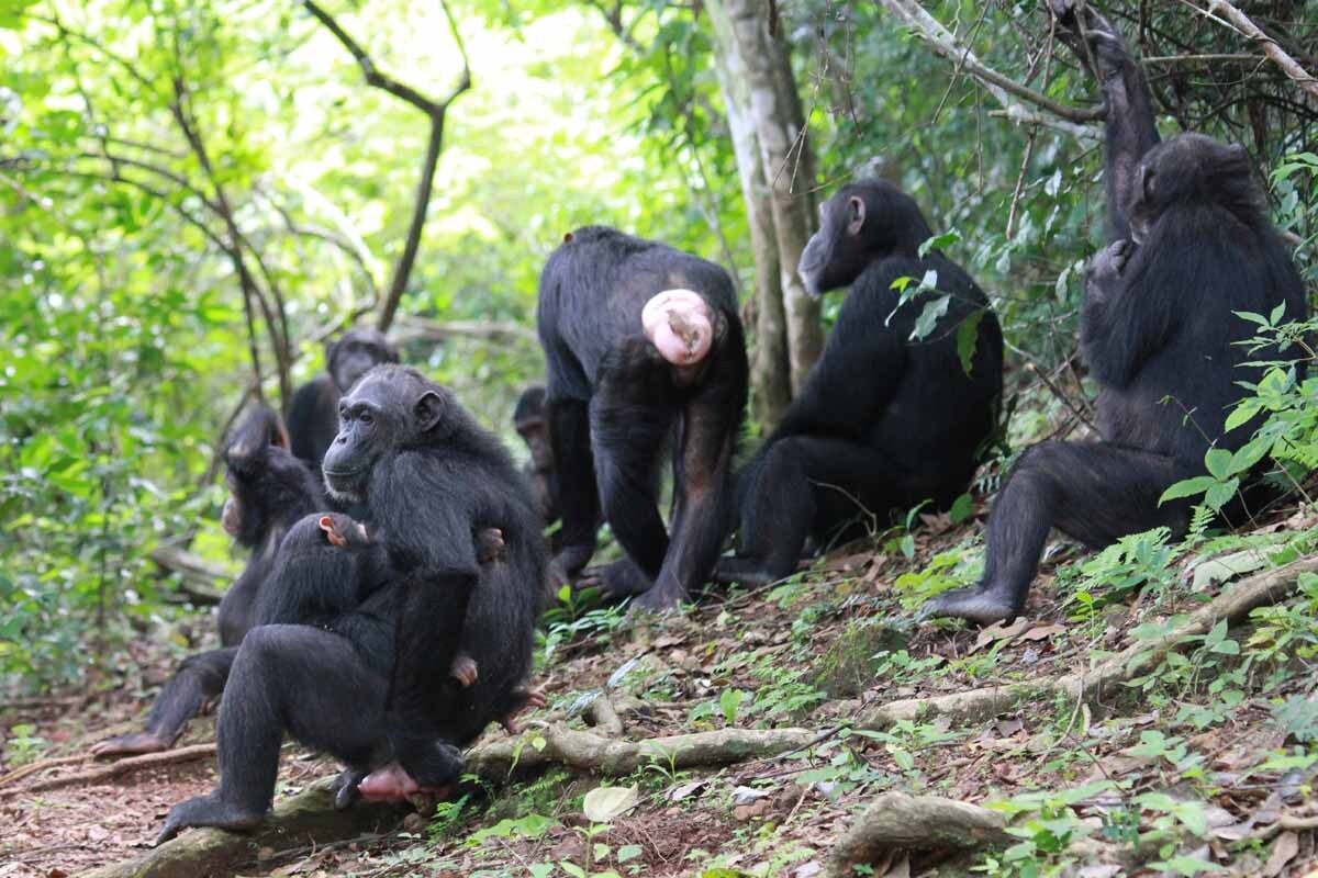 tanzanias-gombe-chimpanzee-research-station-trails-revealed